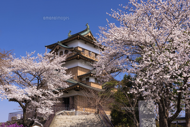 桜と高島城
(c)YOSHITSUGU NISHIGAKI/SEBUN PHOTO