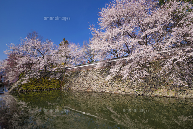桜咲く高島公園
(c)YOSHITSUGU NISHIGAKI/SEBUN PHOTO