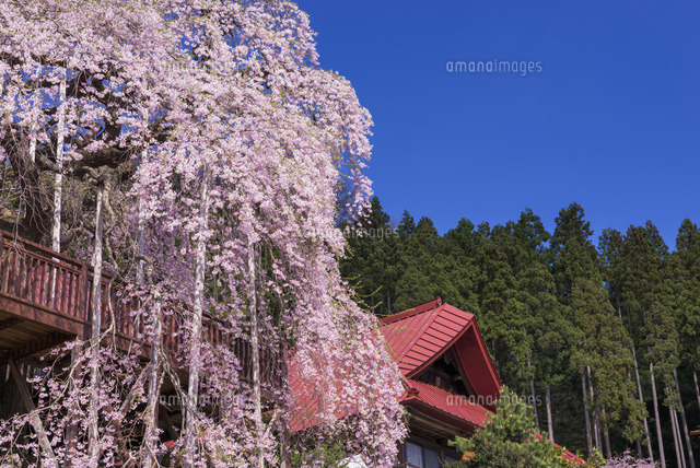 慈徳寺の種まき桜
(c)YOSHITSUGU NISHIGAKI/SEBUN PHOTO