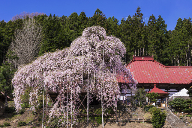 慈徳寺の種まき桜
(c)YOSHITSUGU NISHIGAKI/SEBUN PHOTO
