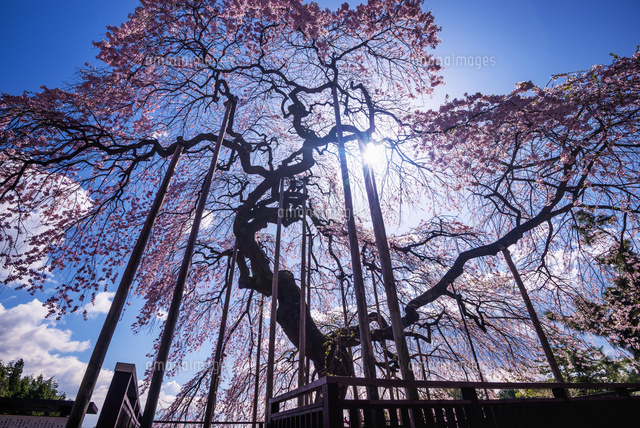 慈徳寺の種まき桜
(c)YOSHITSUGU NISHIGAKI/SEBUN PHOTO
