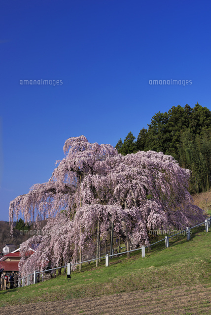 三春の滝桜
(c)YOSHITSUGU NISHIGAKI/SEBUN PHOTO