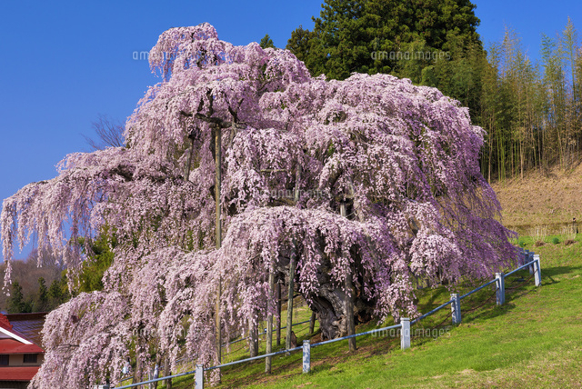 三春の滝桜
(c)YOSHITSUGU NISHIGAKI/SEBUN PHOTO