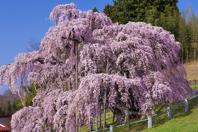 三春の滝桜
(c)YOSHITSUGU NISHIGAKI/SEBUN PHOTO