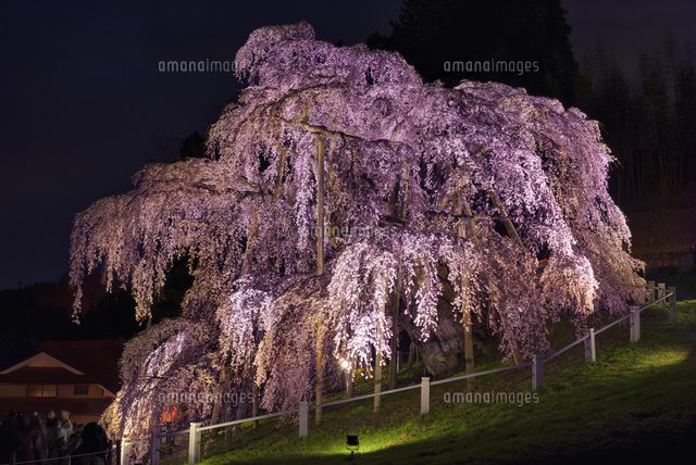 三春の滝桜ライトアップ
(c)YOSHITSUGU NISHIGAKI/SEBUN PHOTO