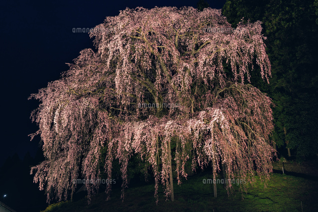 合戦場のしだれ桜ライトアップ
(c)YOSHITSUGU NISHIGAKI/SEBUN PHOTO