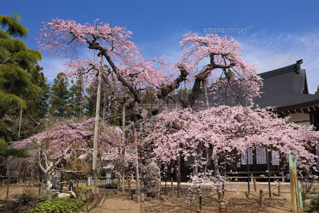 愛蔵寺の護摩桜
(c)YOSHITSUGU NISHIGAKI/SEBUN PHOTO
