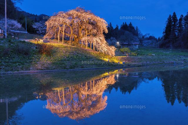 中島の地蔵桜 ライトアップ
(c)YOSHITSUGU NISHIGAKI/SEBUN PHOTO