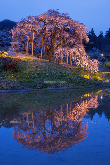中島の地蔵桜 ライトアップ
(c)YOSHITSUGU NISHIGAKI/SEBUN PHOTO
