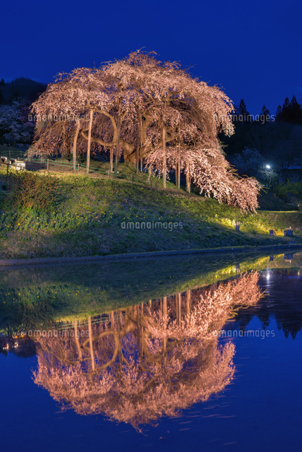 中島の地蔵桜 ライトアップ
(c)YOSHITSUGU NISHIGAKI/SEBUN PHOTO