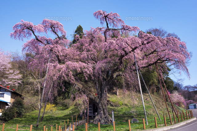紅枝垂地蔵ザクラ
(c)YOSHITSUGU NISHIGAKI/SEBUN PHOTO