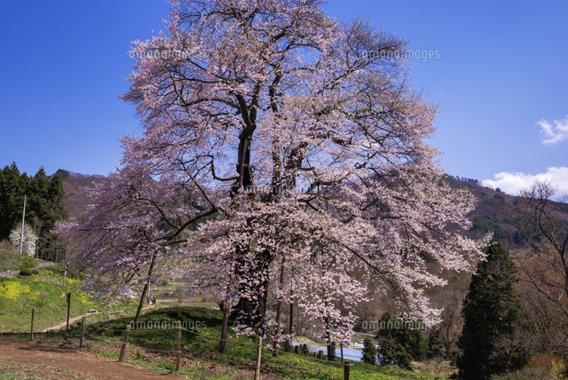 秋山の駒桜
(c)YOSHITSUGU NISHIGAKI/SEBUN PHOTO