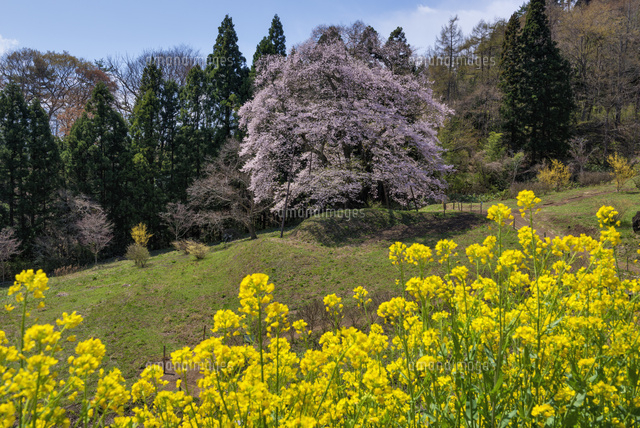 秋山の駒桜
(c)YOSHITSUGU NISHIGAKI/SEBUN PHOTO