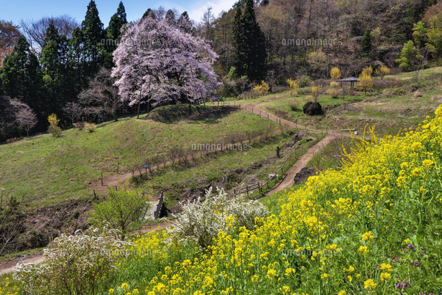 秋山の駒桜
(c)YOSHITSUGU NISHIGAKI/SEBUN PHOTO