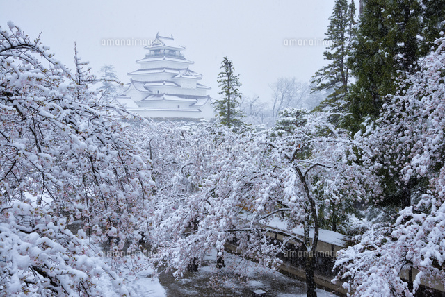 桜に積もる雪と鶴ヶ城
(c)YOSHITSUGU NISHIGAKI/SEBUN PHOTO