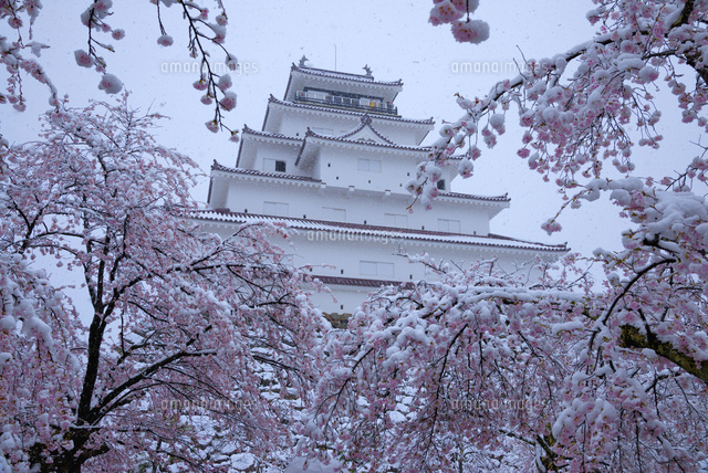 桜に積もる雪と鶴ヶ城
(c)YOSHITSUGU NISHIGAKI/SEBUN PHOTO