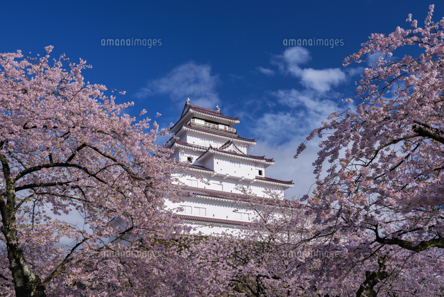 桜と鶴ヶ城
(c)YOSHITSUGU NISHIGAKI/SEBUN PHOTO