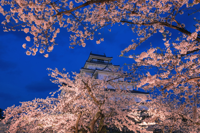 桜と鶴ヶ城 ライトアップ
(c)YOSHITSUGU NISHIGAKI/SEBUN PHOTO
