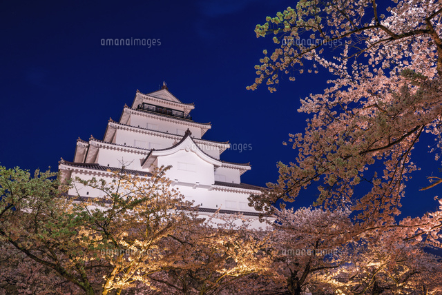 桜と鶴ヶ城 ライトアップ
(c)YOSHITSUGU NISHIGAKI/SEBUN PHOTO