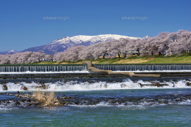 白石川堤の桜並木と蔵王連峰
(c)YOSHITSUGU NISHIGAKI/SEBUN PHOTO