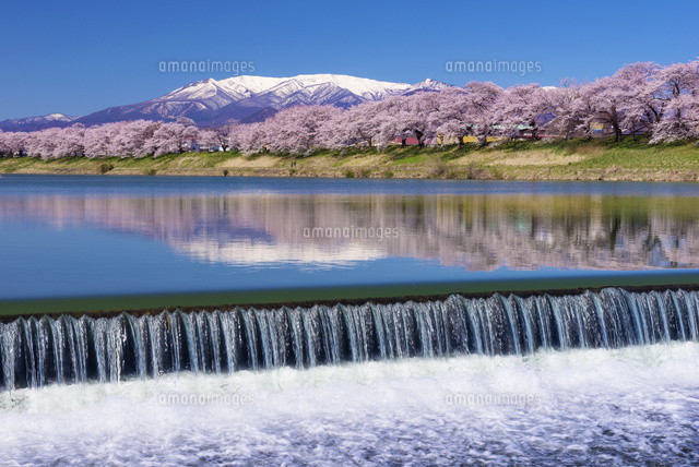 白石川堤の桜並木と蔵王連峰
(c)YOSHITSUGU NISHIGAKI/SEBUN PHOTO