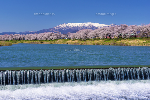 白石川堤の桜並木と蔵王連峰
(c)YOSHITSUGU NISHIGAKI/SEBUN PHOTO