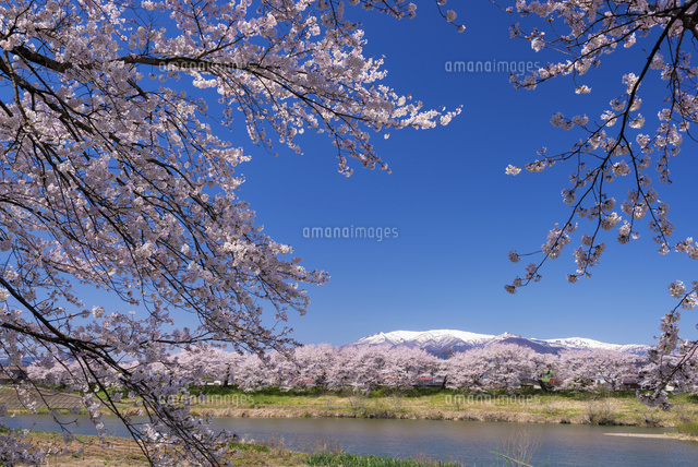 白石川堤の桜並木と蔵王連峰
(c)YOSHITSUGU NISHIGAKI/SEBUN PHOTO