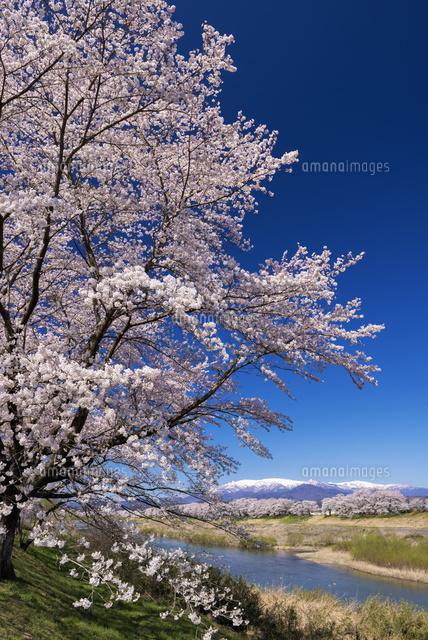 白石川堤の桜並木と蔵王連峰
(c)YOSHITSUGU NISHIGAKI/SEBUN PHOTO