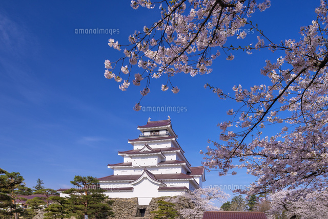 桜と鶴ヶ城
(c)YOSHITSUGU NISHIGAKI/SEBUN PHOTO