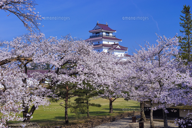 桜と鶴ヶ城
(c)YOSHITSUGU NISHIGAKI/SEBUN PHOTO