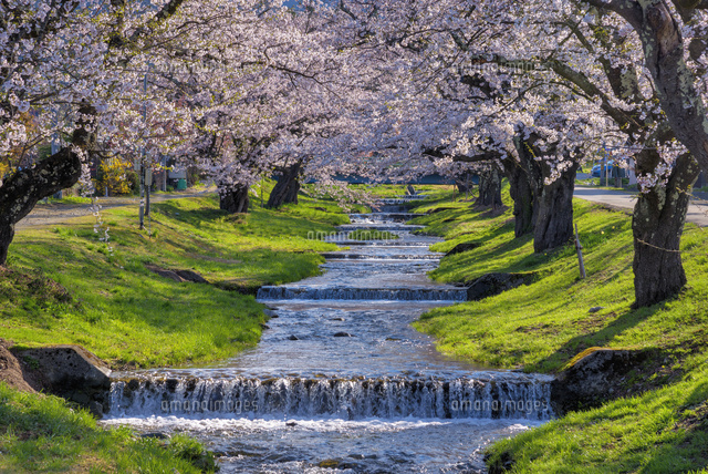 観音寺川の桜並木
(c)YOSHITSUGU NISHIGAKI/SEBUN PHOTO