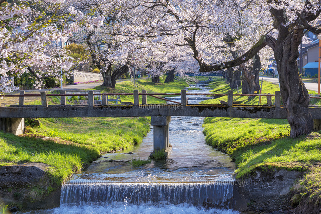 観音寺川の桜並木
(c)YOSHITSUGU NISHIGAKI/SEBUN PHOTO