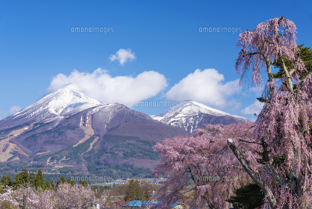 桜と磐梯山
(c)YOSHITSUGU NISHIGAKI/SEBUN PHOTO