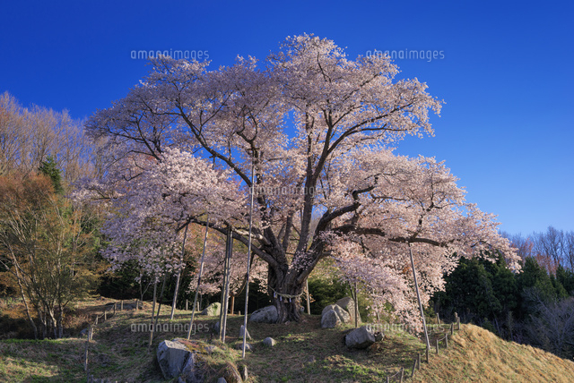 越代の桜 ヤマザクラ
(c)YOSHITSUGU NISHIGAKI/SEBUN PHOTO