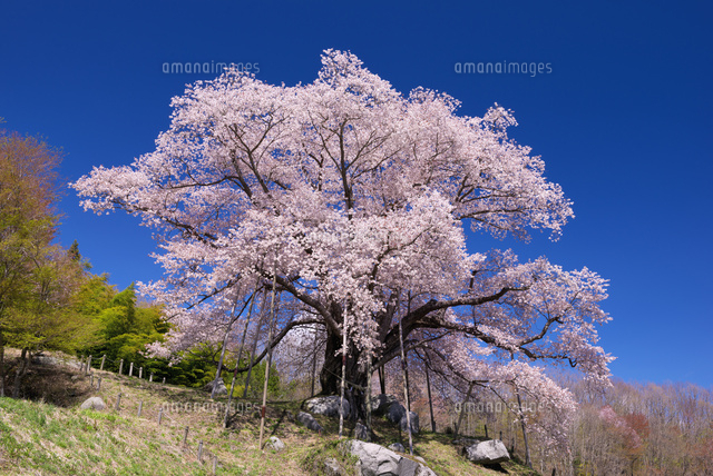 越代の桜 ヤマザクラ
(c)YOSHITSUGU NISHIGAKI/SEBUN PHOTO