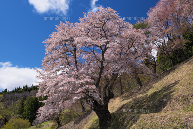 新田の大山桜
(c)YOSHITSUGU NISHIGAKI/SEBUN PHOTO