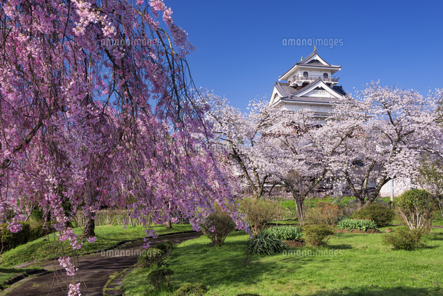 桜と上山城
(c)YOSHITSUGU NISHIGAKI/SEBUN PHOTO