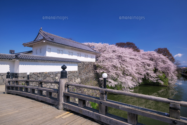 桜咲く霞城公園
(c)YOSHITSUGU NISHIGAKI/SEBUN PHOTO