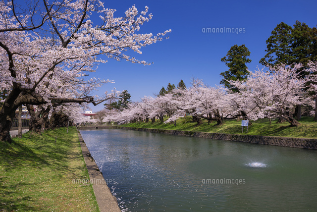 桜咲く鶴岡公園
(c)YOSHITSUGU NISHIGAKI/SEBUN PHOTO