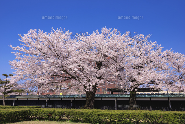 庄内藩校致道館の桜
(c)YOSHITSUGU NISHIGAKI/SEBUN PHOTO