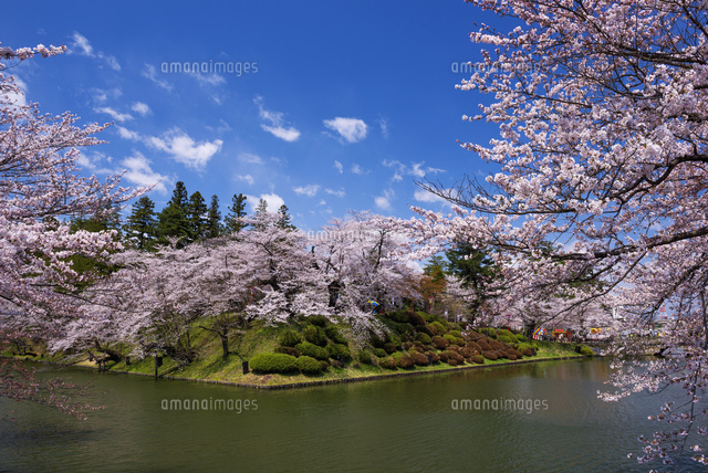 桜咲く松が岬公園 米沢城跡
(c)YOSHITSUGU NISHIGAKI/SEBUN PHOTO