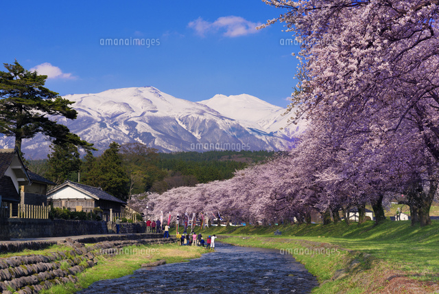 桜咲く中山堤と鳥海山
(c)YOSHITSUGU NISHIGAKI/SEBUN PHOTO