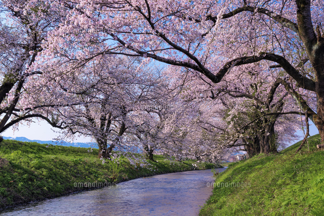 桜咲く馬渡川
(c)YOSHITSUGU NISHIGAKI/SEBUN PHOTO