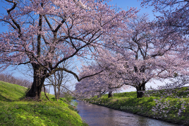 桜咲く馬渡川
(c)YOSHITSUGU NISHIGAKI/SEBUN PHOTO