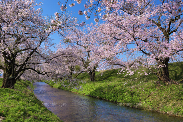 桜咲く馬渡川
(c)YOSHITSUGU NISHIGAKI/SEBUN PHOTO
