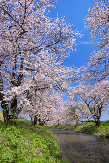 桜咲く馬渡川
(c)YOSHITSUGU NISHIGAKI/SEBUN PHOTO