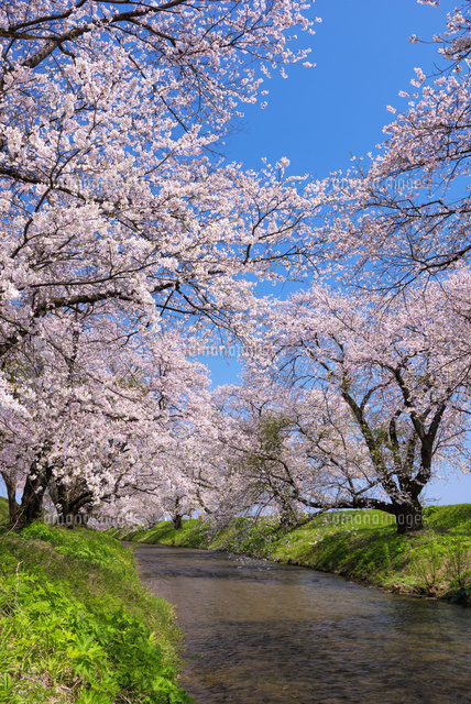 桜咲く馬渡川
(c)YOSHITSUGU NISHIGAKI/SEBUN PHOTO