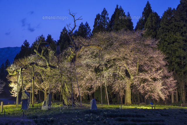 釜の越桜ライトアップ
(c)YOSHITSUGU NISHIGAKI/SEBUN PHOTO