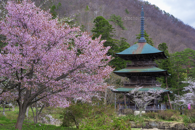 桜と阿久津八幡神社三重塔
(c)YOSHITSUGU NISHIGAKI/SEBUN PHOTO