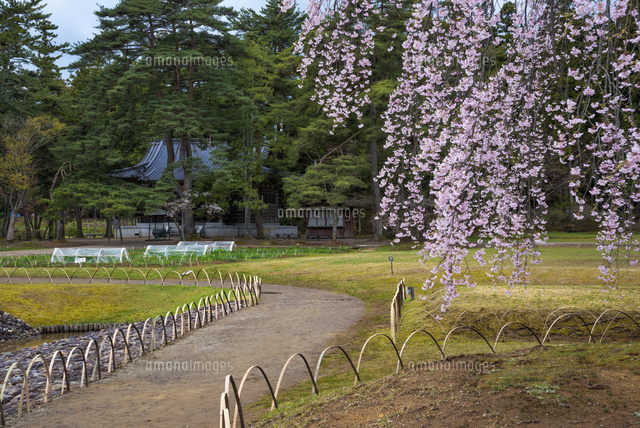 桜咲く毛越寺 開山堂
(c)YOSHITSUGU NISHIGAKI/SEBUN PHOTO